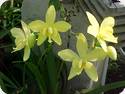 Spathoglottis aurea